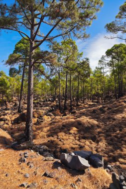 Orman yakınındaki volkan Teide Tenerife adasında - Kanarya