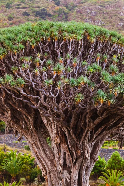 Famous Millennial Dragon Tree in Tenerife - Canary — Stock Photo, Image