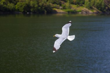 Norveç Fiyordu içinde martı kuşu