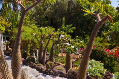 tenerife, Kanarya parkında orman