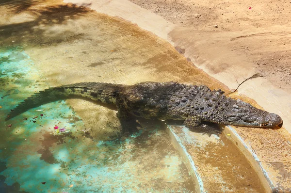 Krokodil in park op tenerife Canarische — Stockfoto