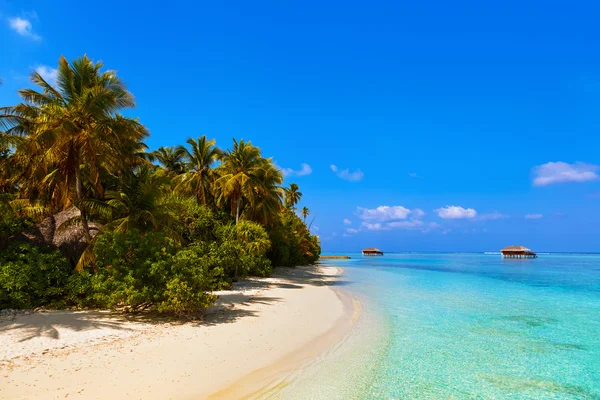 Maldivler de tropikal plaj