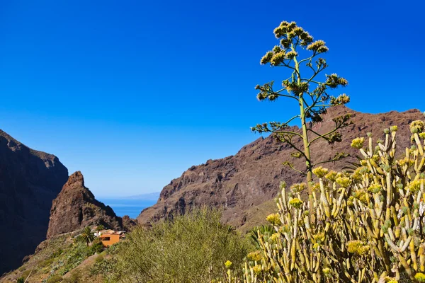 Famous canyon Masca at Tenerife - Canary — Stock Photo, Image