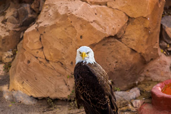 Eagle — Stock Photo, Image