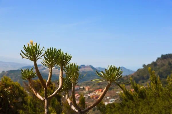 Mountains in Tenerife island - Canary — Stock Photo, Image