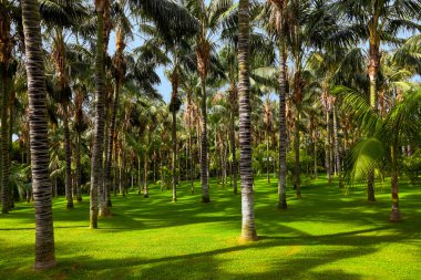 Palms tenerife - Kanarya Adaları