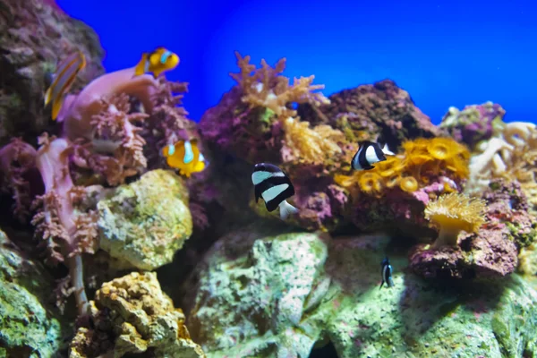 Peixes e recifes de corais em Aquário — Fotografia de Stock