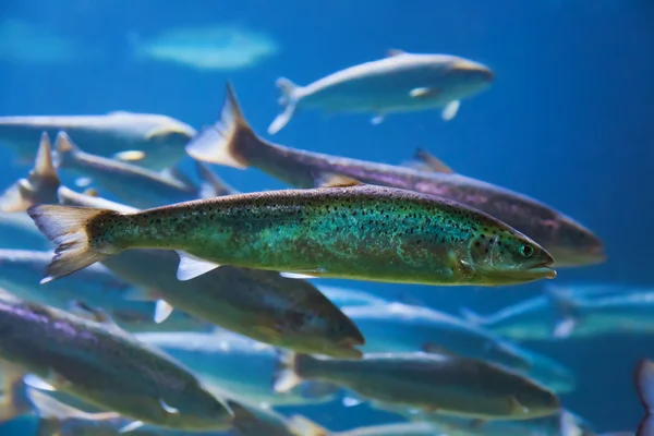 Fishes and corals reef in aquarium — Stock Photo, Image