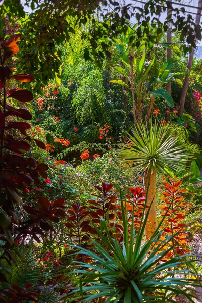 Parque de la selva en Tenerife Canary — Foto de Stock