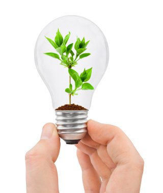 ampul ve bitki ile el