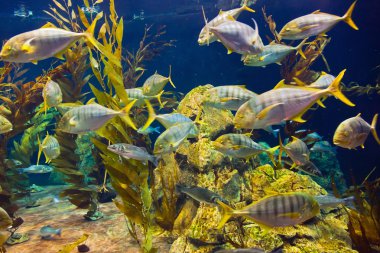 balıklar ve mercan resif akvaryum