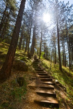 Patika orman - Sarganska Osmica (Shargan sekiz) - Sırbistan