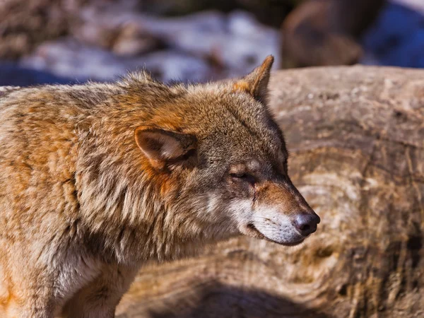 Wolf in park — Stock Photo, Image