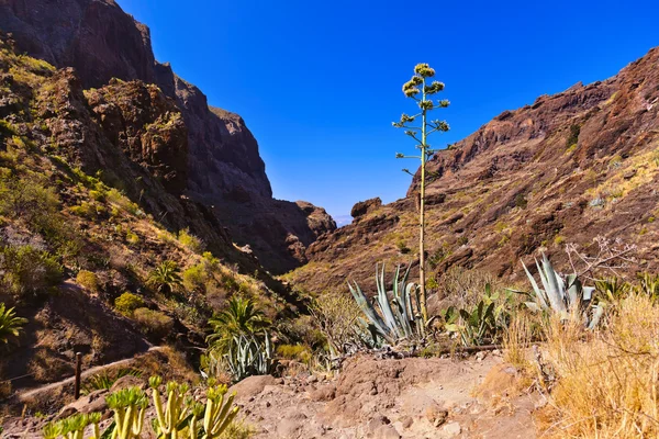 tenerife - Kanarya, ünlü Kanyon masca