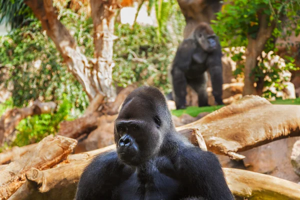 Goril maymun tenerife Kanarya Park Telifsiz Stok Fotoğraflar