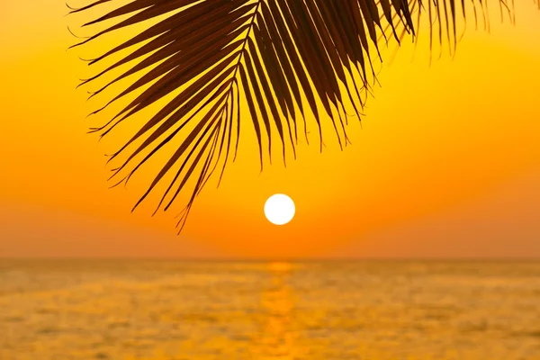 Hoja de palma y puesta de sol — Foto de Stock