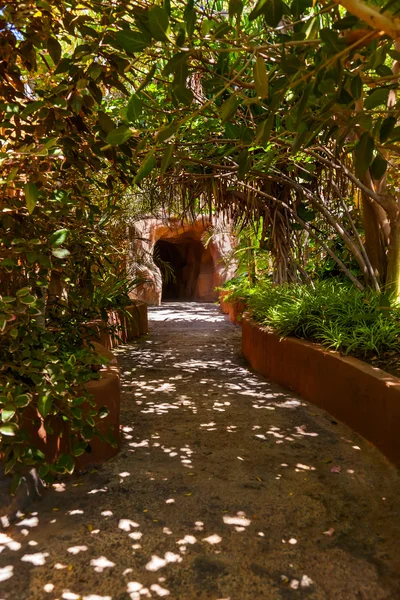 Sendero en la selva - Tenerife Islas Canarias — Foto de Stock