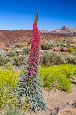 Tenerife Teide natuional Park Echium wildpretii bitki