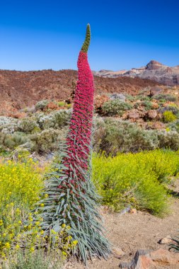 Echium wildpretii plant in Tenerife Teide natuional park clipart