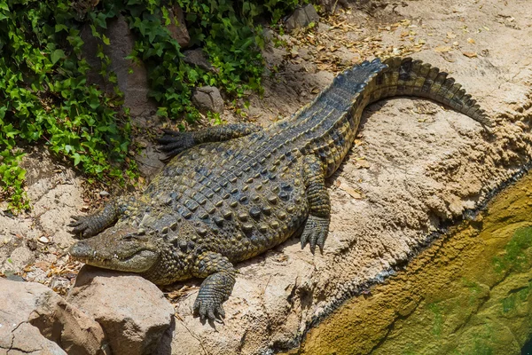 Big alligator lying in the sun by the water. — Stock Photo, Image