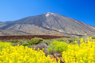 Teide yanardağı tepe ön planda Sarı çiçekli