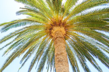 Palmiye altında arka plan seyahat.