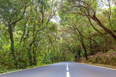 Yolda Anaga Milli Parkı, Tenerife, İspanya.