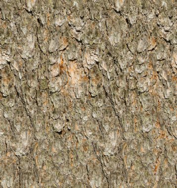Pine tree bark seamless texture. clipart