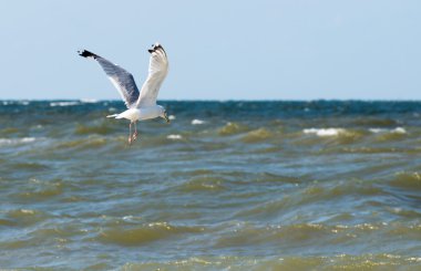 Denizin üzerinde martı