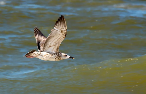 Seagull over the sea — Stock Photo, Image