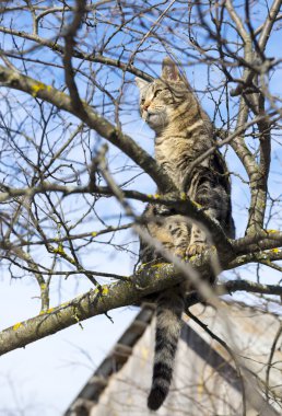 kedi yüksek ağaçta oturuyor
