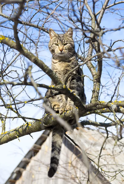 Katten sitter högt upp på trädet — Stockfoto