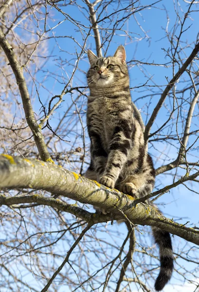 Katten sitter högt upp på trädet — Stockfoto