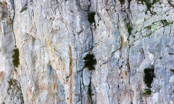 Der Rock-Hintergrund. Steinberg mit Pflanze — Stockfoto