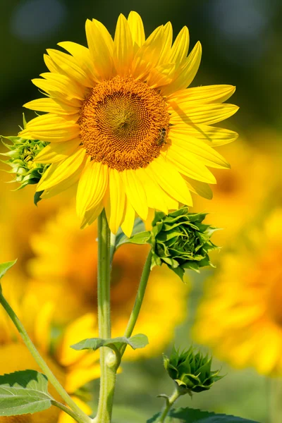 Sunflower against a field — Stock Photo, Image