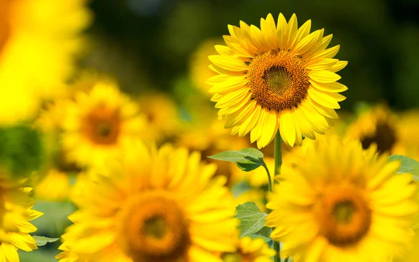 Sunflower against a field — Stock Photo, Image