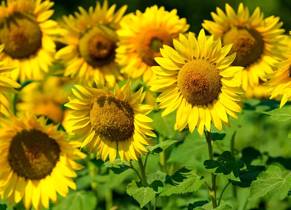 Sunflower — Stock Photo, Image