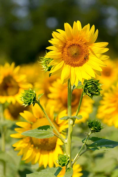 Sunflower against a field — Stock Photo, Image