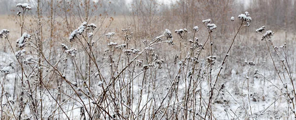 Wilde bloemen en droog gras met sneeuw bedekt — Stockfoto