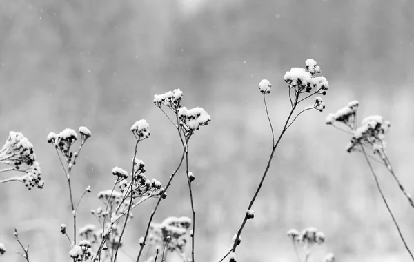 Flores silvestres e grama seca coberta de neve — Fotografia de Stock