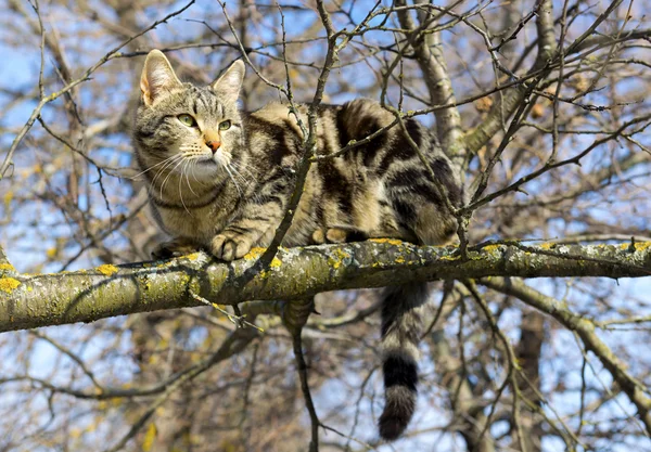 Katten sitter högt upp på trädet — Stockfoto