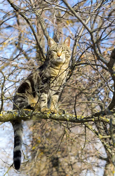 Katten sitter högt upp på trädet — Stockfoto