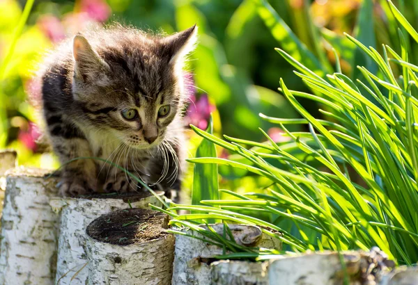 tabby kitten buitenshuis portretTabby yavru kedi açık havada dikey