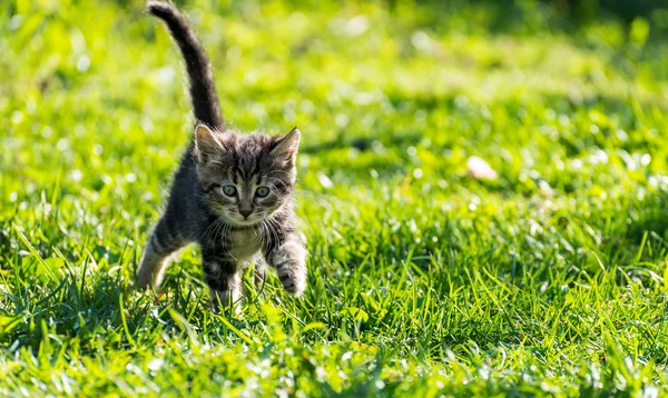 Tabby kitten outdoors portrait — Stock Photo, Image