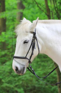 Beyaz atının başını