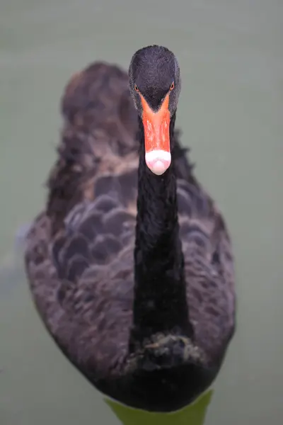 Un cisne negro —  Fotos de Stock