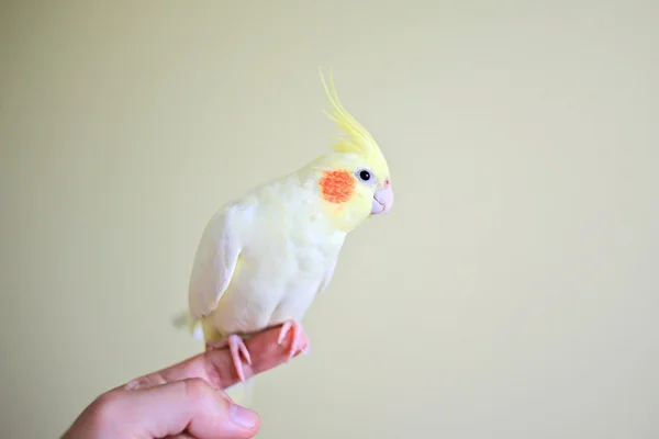Papegoja på finger — Stockfoto