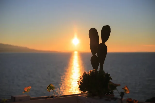 Cactus Sunset Background Sea — Stock Photo, Image