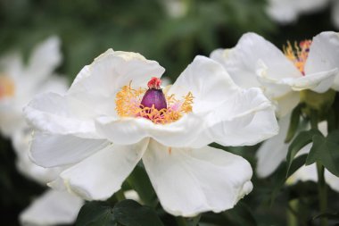 Bahçedeki çalılıklarda şakayık çiçekleri 