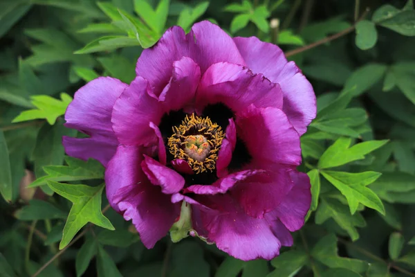 Fioletowy Kwiat Piwonii Krzewie Ogrodzie — Zdjęcie stockowe